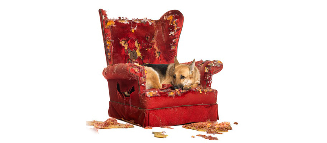 perro con problemas de comportamiento, sobre un sofá destrozado